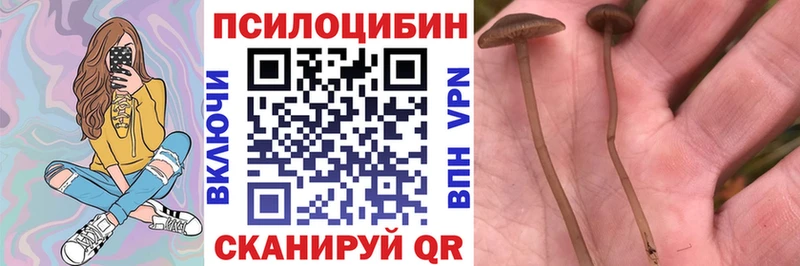 Галлюциногенные грибы Psilocybe сколько стоит MEGA ССЫЛКА Поворино
